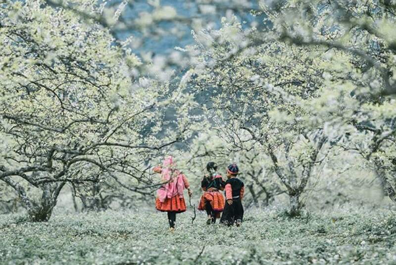 Mùa xuân cũng là lúc hoa đào, hoa mận nở rộ