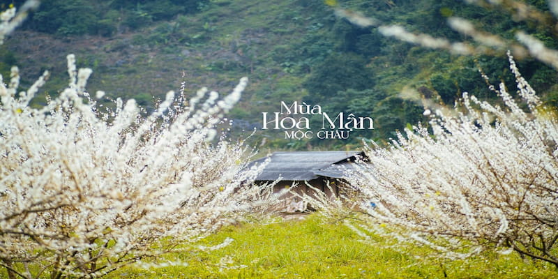 Mùa hoa mận Mộc Châu mang lại trải nghiệm tuyệt vời