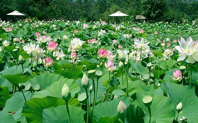 Đồng Sen Tháp Mười là “biển sen” rộng lớn, nơi sen hồng nở rộ