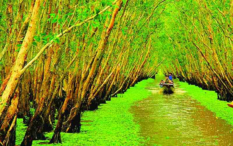 Rừng tràm Trà Sư đẹp nhất vào mùa nước nổi