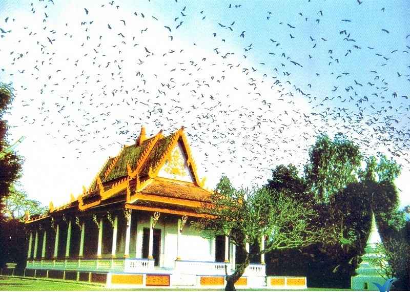 Chùa Dơi nổi tiếng với đàn dơi treo ngược trên cây.