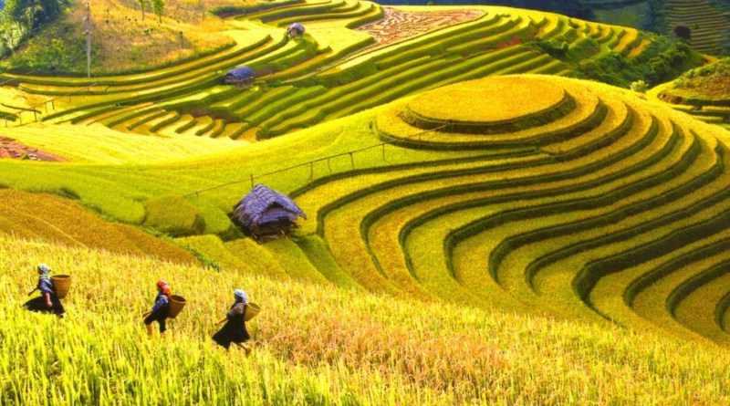 Mùa thu cảnh sắc lúa chín vàng trải dài ở Mù Cang Chải