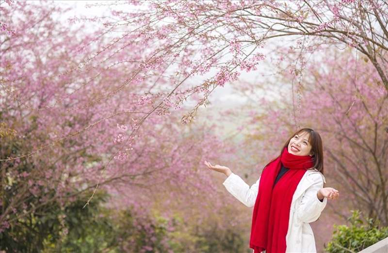 Mùa xuân Tây Bắc là một khúc nhạc của sắc đào hồng thắm ở Mai Châu