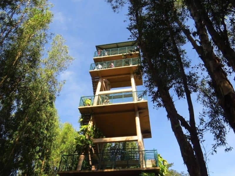 Đứng tại đây có thể quan sát toàn bộ khu rừng