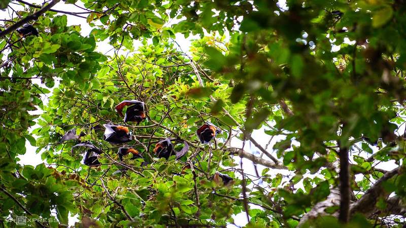 Ghé thăm nơi trú ngụ của hàng nghìn con dơi