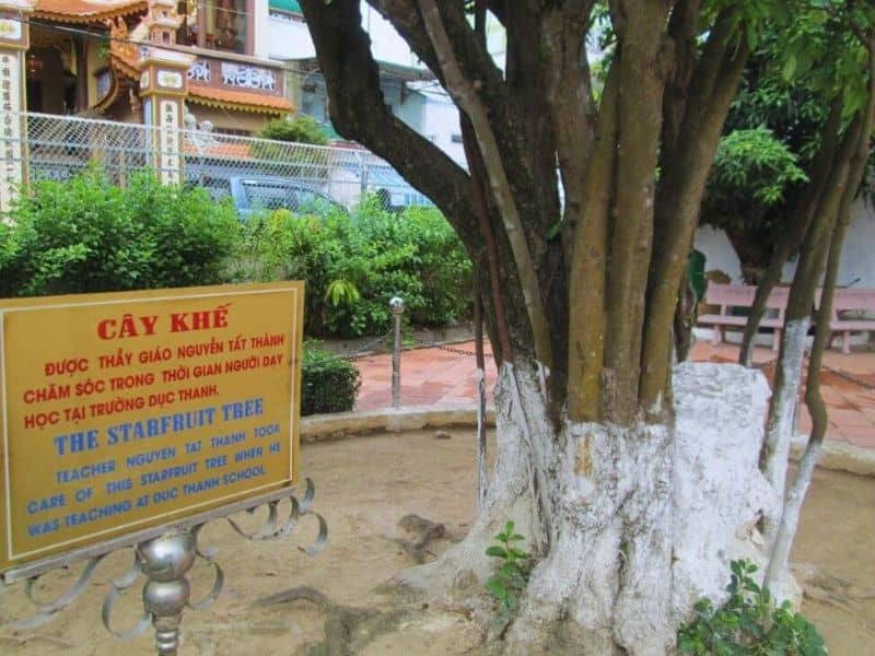 Gốc cây khế thầy Thành từng chăm sóc lúc sinh thời