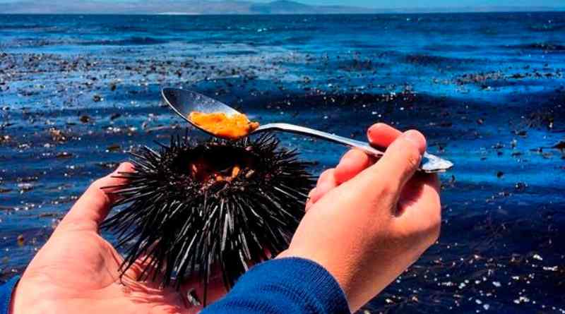 Hải sản tươi sống có thể nướng ngay trên bãi biển