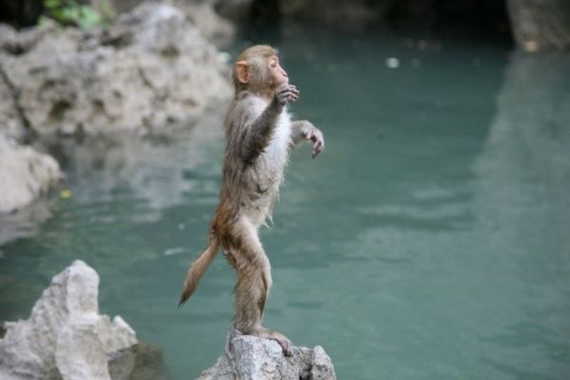 Các cá thể khỉ dễ thương và gần gũi với du khách