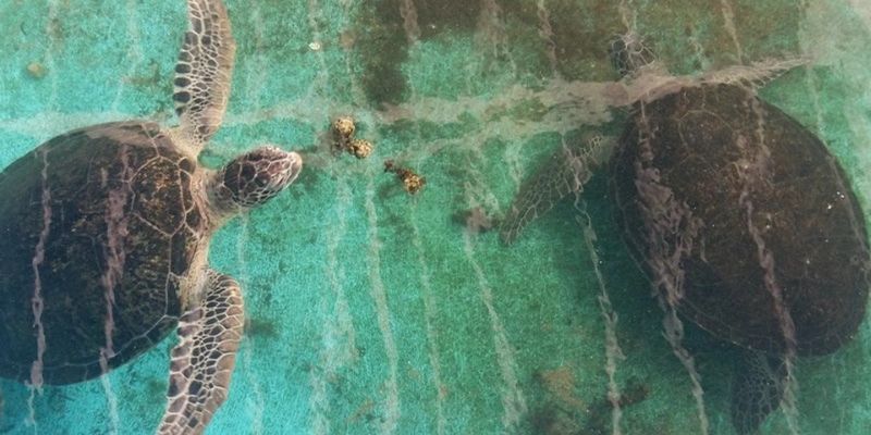 Khu bảo tồn rùa biển cũng là điểm đến thú vị