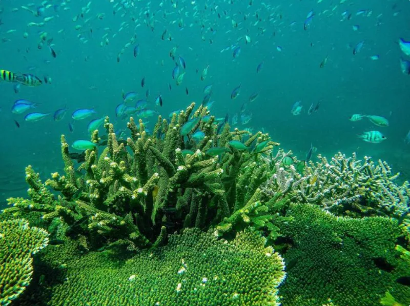 Hệ sinh thái biển vô cùng phong phú