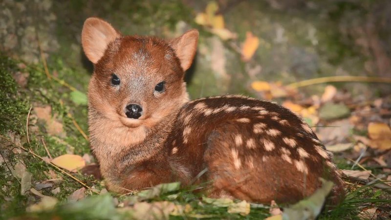 Hệ sinh thái động vật của khu du lịch phong phú