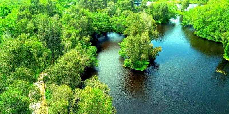 Hệ sinh thái rừng ngập nước bao la, đa dạng