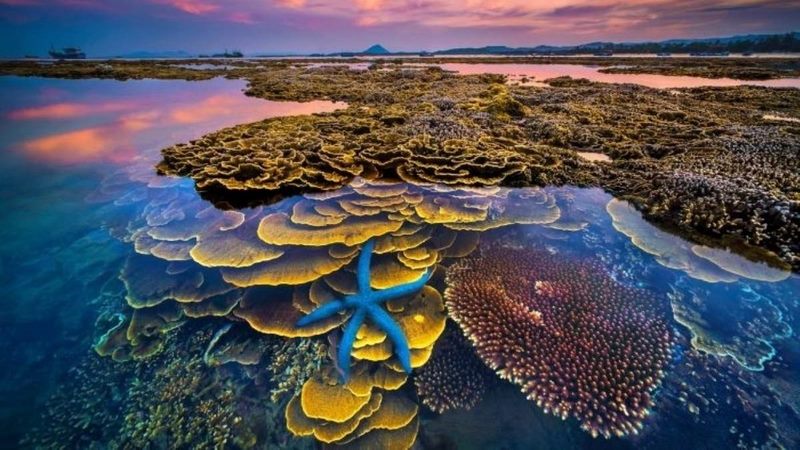 Hệ thống san hô đủ hình dạng, màu sắc rực rỡ