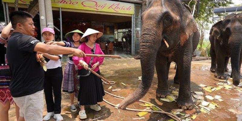 Du khách sẽ tham quan và chụp hình cùng voi