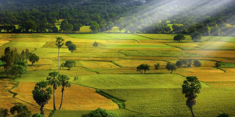 Cánh đồng mùa lúa chín vàng đẹp như tranh vẽ