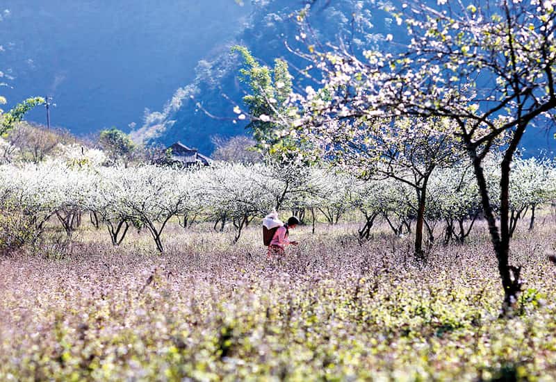 Ngắm hoa ban là trải nghiệm không thể bỏ lỡ khi du lịch Điện Biên