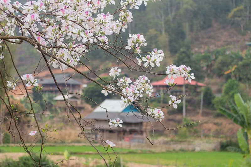 Hoa ban nở rộ tại Xã Nà Nhạn - TP Điện Biên Phủ