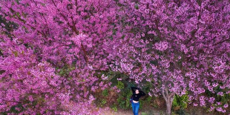 Hoa mai anh đào nở rộ là thời điểm thu hút khách du lịch đến Măng Đen