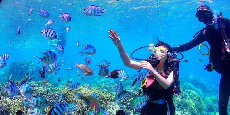 Trải nghiệm lặn ngắm san hô đầy sắc màu dưới lòng biển Vịnh Xuân Đài