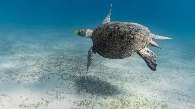 Hoạt động xem rùa đẻ trứng