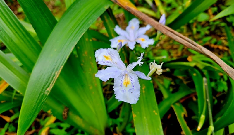 Khám phá vườn Lan