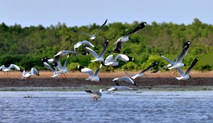 Kinh Nghiệm Du Lịch Đất Mũi Cà Mau: Bí Quyết Đi Trọn Vẹn