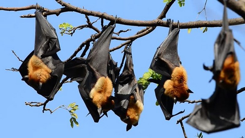 Không có hành vi làm hại đàn dơi