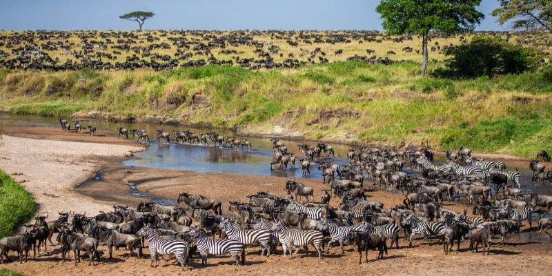 Khu bảo tồn Maasai Mara nổi tiếng tại châu Phi