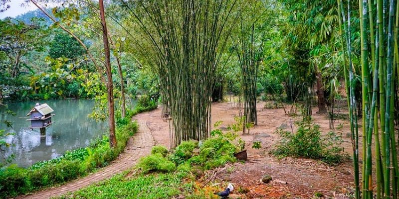 Khu bảo tồn tre trúc Việt Nam - Sơn Trà Tịnh Viên