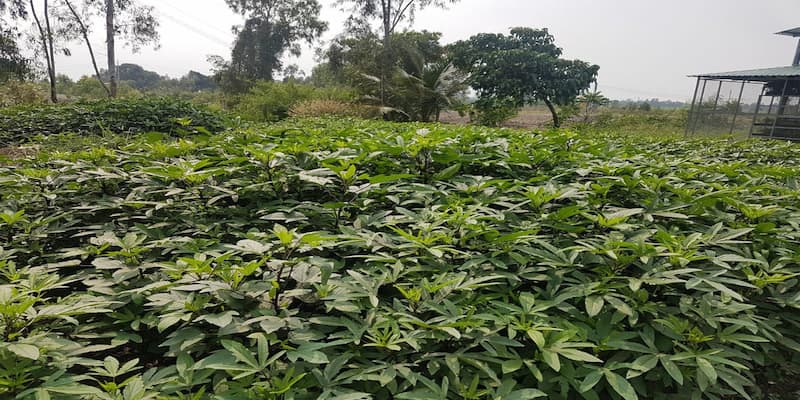 Học cách chế biến sản phẩm làm từ dược liệu tự nhiên