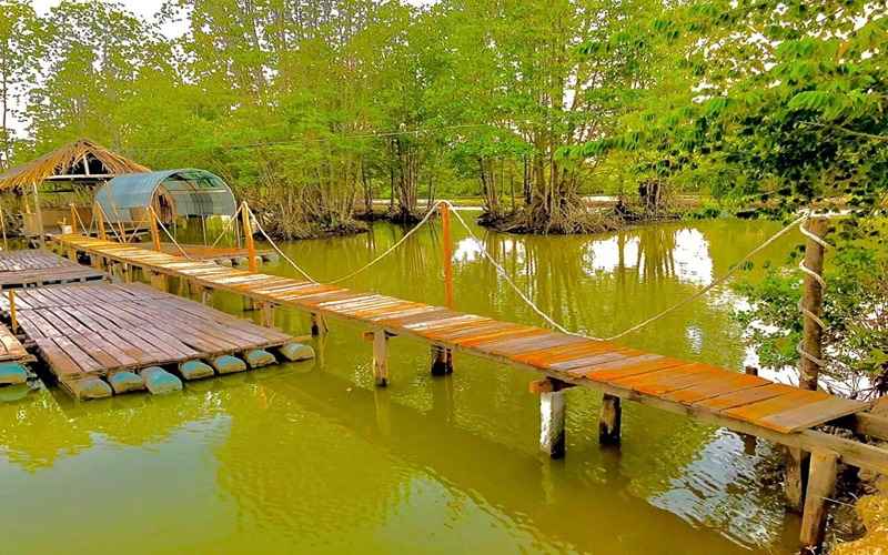 Hương Rừng là thiên đường rừng ngập mặn.