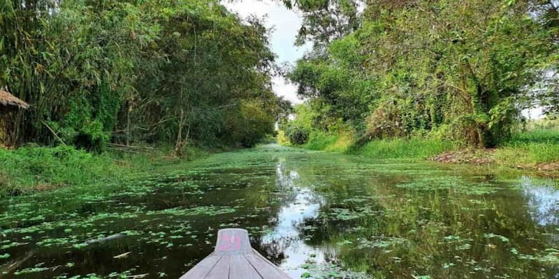 Khám phá nét đẹp sâu sắc của rừng tràm