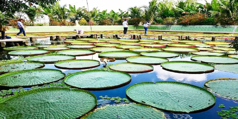 Gáo Giồng mang trong mình nhiều ý nghĩa liên quan tới sinh thái