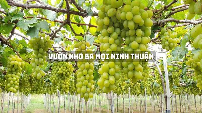 Vườn nho Ba Mọi là nơi bạn có thể hái nho tươi