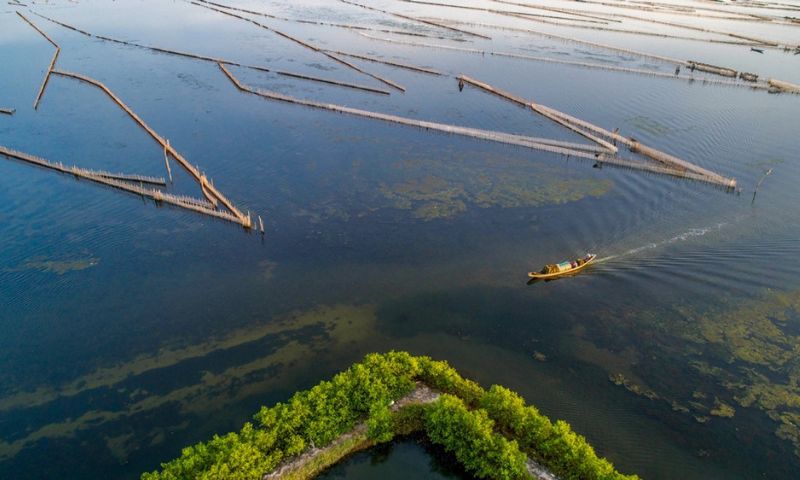 Khu rừng ngập mặn mang màu sắc tươi xanh