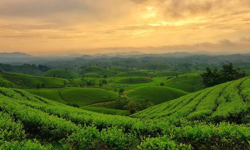 Khung cảnh hùng vĩ nơi ốc đảo chè