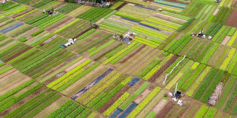 Khung cảnh xanh mát của làng rau Trà Quế vào buổi sớm