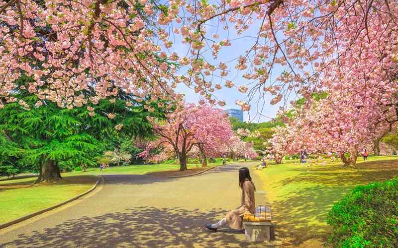 Dạo công viên Shinjuku Gyoen ngắm nhìn cảnh sắc