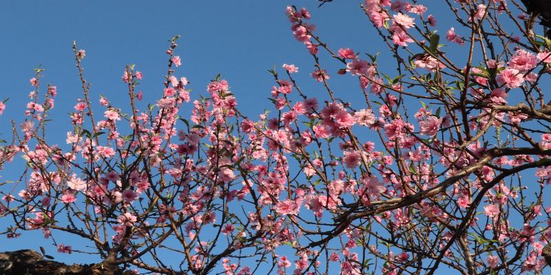 Kinh nghiệm du lịch Lai Châu vào mùa xuân để chiêm ngưỡng hoa đào