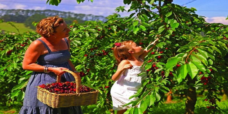 Vườn Trái Cây Bacchus Marsh