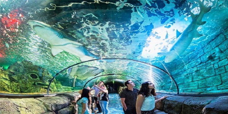 Bảo Tàng Hải Dương Học Sydney Aquarium