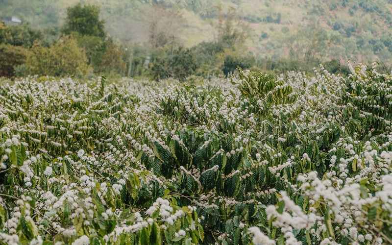 Mùa hoa cà phê nở trắng trờ