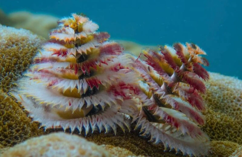 Lặn biển ngắm san hô đầy màu sắc