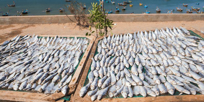 Nghề làm khô cá, khô mực đã có từ lâu