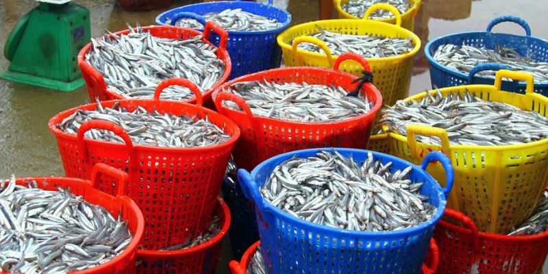 Mắm nhĩ được làm từ cá tươi để giữ hương vị