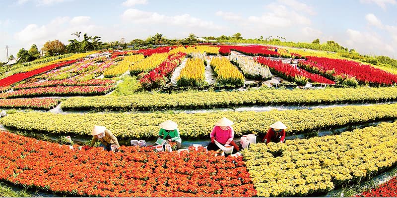 Nắm được quy trình chăm hoa từ lời kể của hộ dân cư