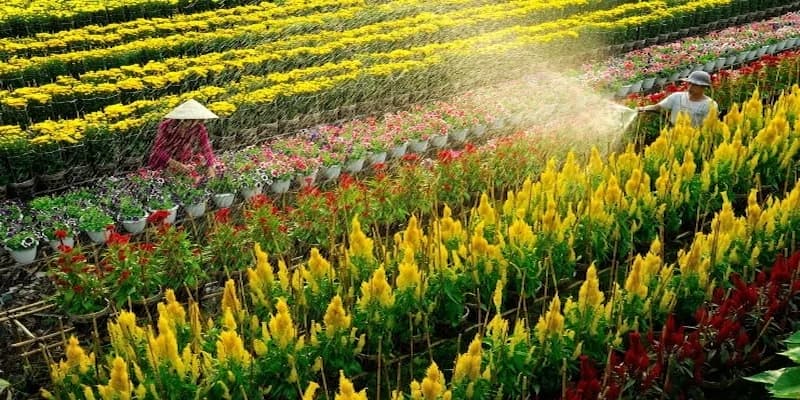 Làng hoa trăm năm tuổi ngụ tại thành phố Sa Đéc