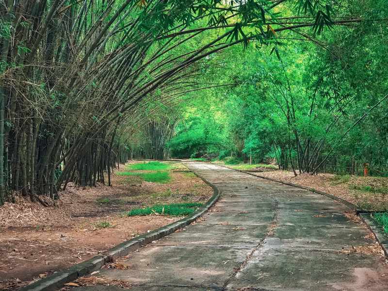 Khám phá hệ sinh thái tre lớn nhất Việt Nam