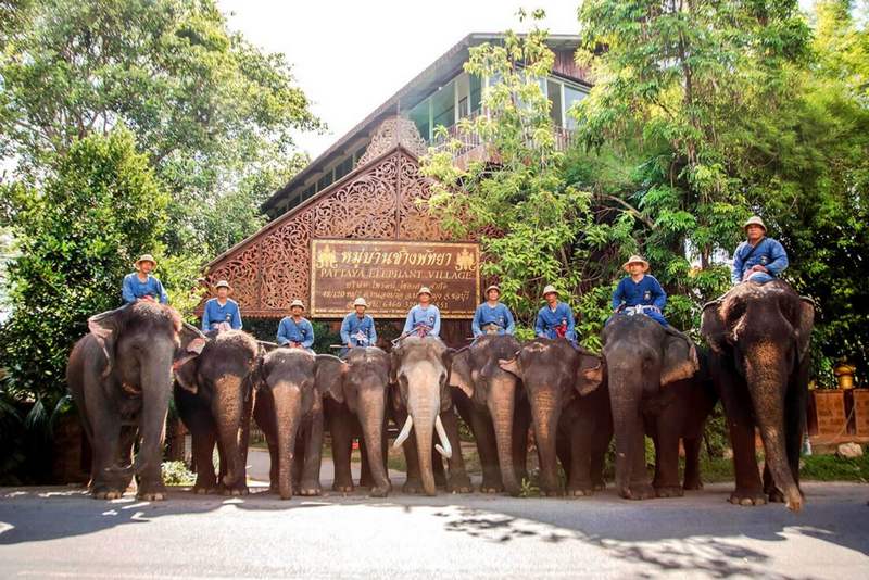 Một ngày tại làng voi Pattaya nên trải nghiệm điều gì?