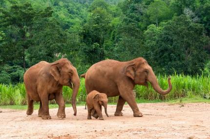 Làng voi Pattaya, trải nghiệm gắn kết với thiên nhiên hoang dã
